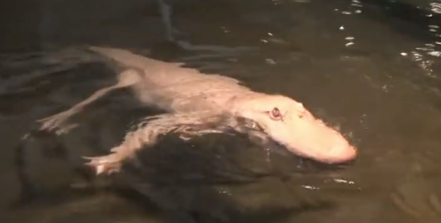 Claude, the Albino American Alligator