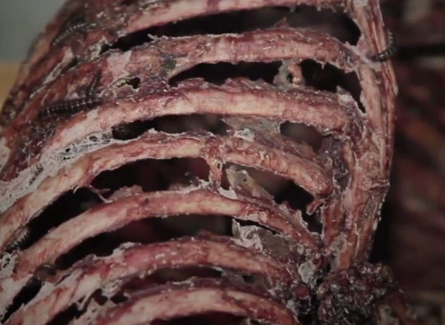 Flesh Eating Beetles!