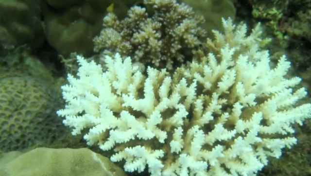 Coral Bleaching