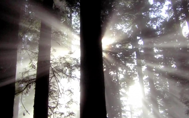 Coastal Redwoods and Climate Change