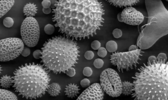 A 34,000 Year-Old Piece of Fiber