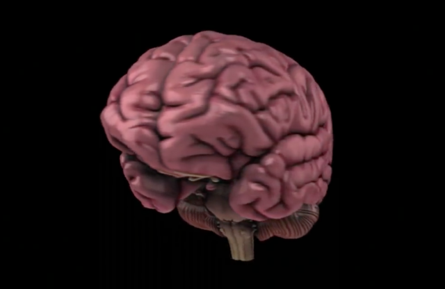 The Human Brain: How We Decide