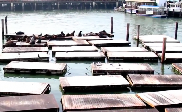 Sea Lion Disappearance