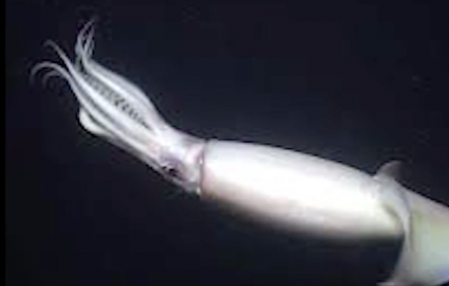 Climate Change and the Humboldt Squid