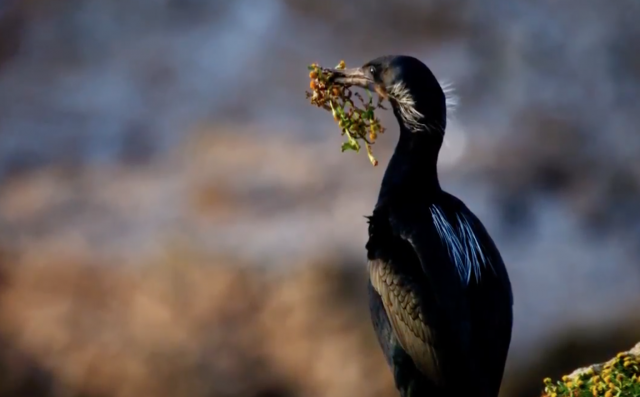 Brandts Cormorants