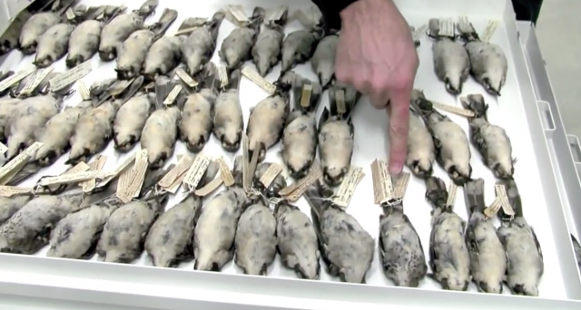 Collections Stories: Avian Pox