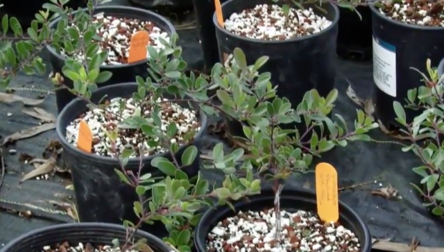 The Franciscan Manzanita