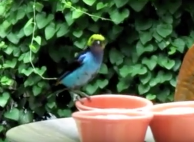 Feeding the Birds in the Rainforest Exhibit