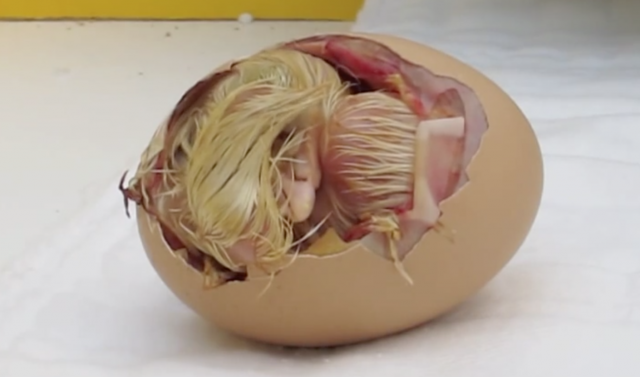 Chick Hatching