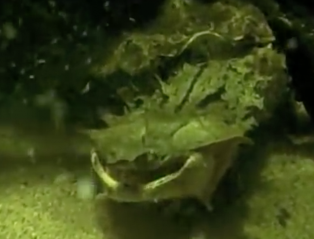 Mata Mata Turtle Feeding