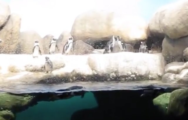 Behind the Scenes with African Penguins