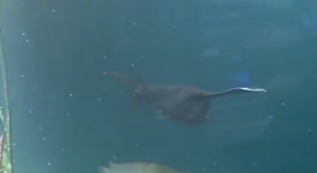 Paddlefish Feeding
