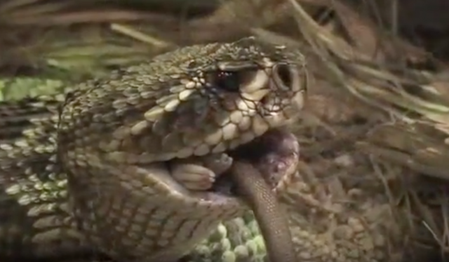Eastern Diamondback Rattlesnake Feeding