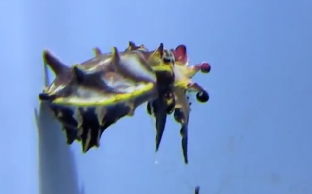 Flamboyant Cuttlefish and Dwarf Cuttlefish