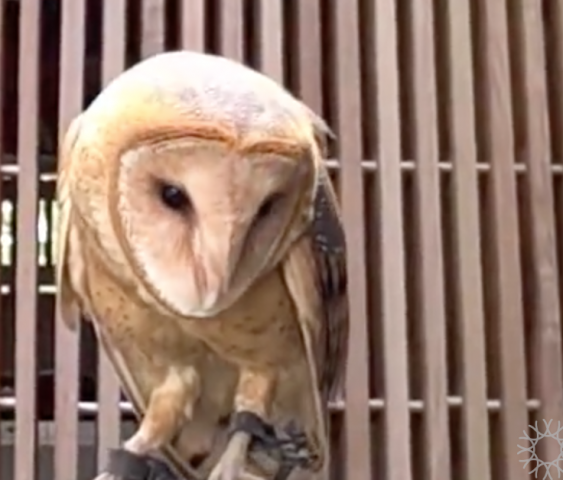 Barn Owl Training