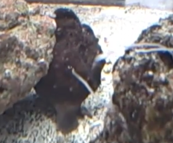 Frogfish Feeding