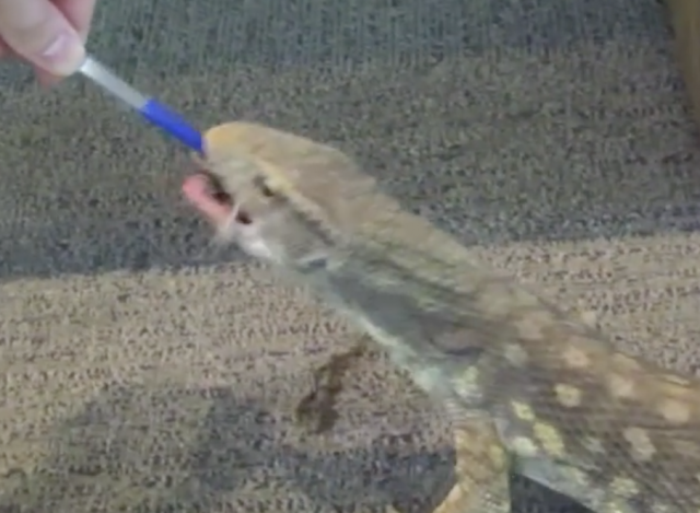 Feeding a Savanna Monitor Lizard