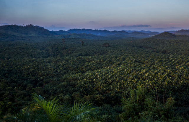 Investigating the Impacts of Palm Oil | Global Oneness Project