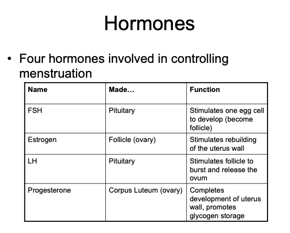 The Menstrual Cycle