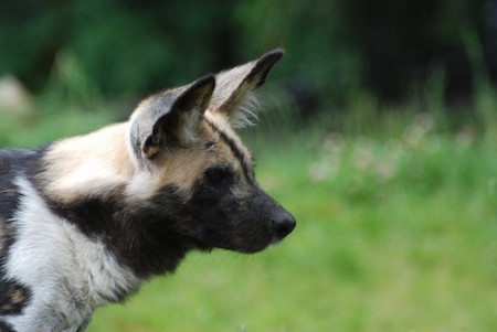 Lesson Plan: Wild Dog Debate