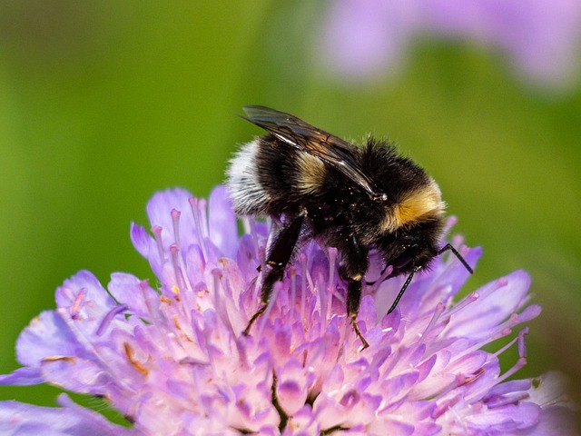 Vote for Nature: Bumblebee