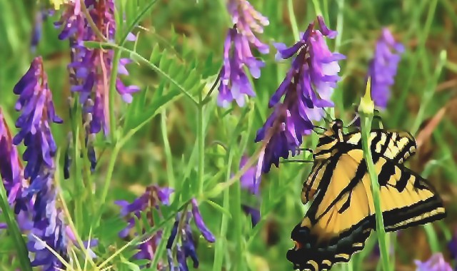 Sand Mining & Ecosystems