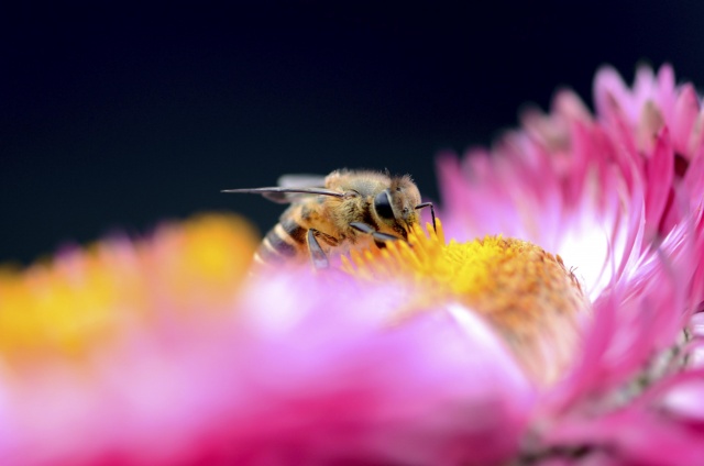 Bee Detective: Discover the Culprit Behind Declining Bee Populations