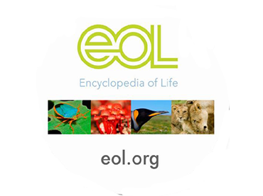 Food Webs Activity 2: Food Web Systems  (Grades 6-8)