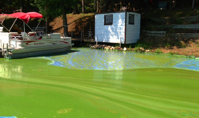 Chemistry & Biology of Algal Blooms
