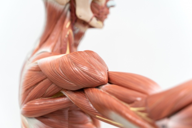 The Human Muscular System