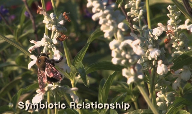 The Pollination Process of Plants