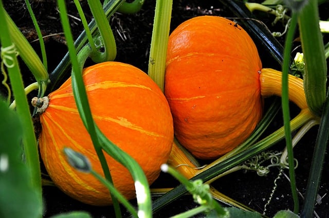 Going, Going Gone Pumpkins: Exploring the Life Cycle of a Pumpkin - Project-Based Learning