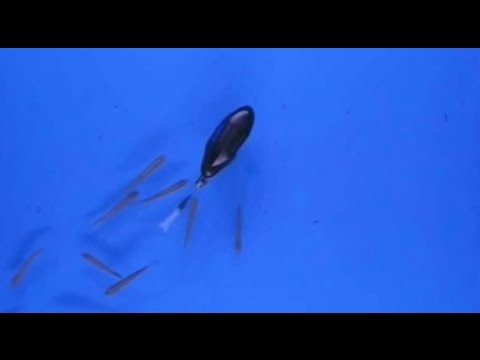 NSF Science Now: Episode 5