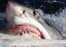 NSF Science Now: Episode 46