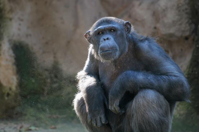 Chimpanzees offer clues to Alzheimer's disease