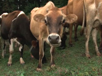 Tragedy of the Commons