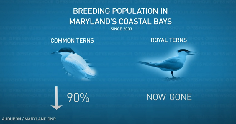 A ‘Hail Mary’ to Save Bird Species in Maryland