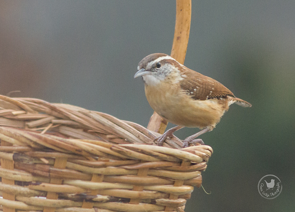 virginia.lodge_1741356