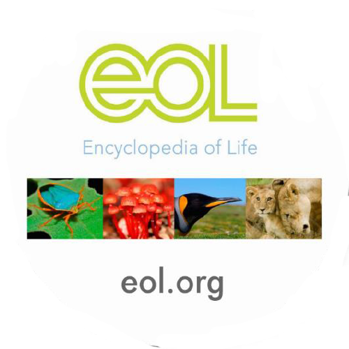 Interdependence Activity 1 : Food Chains and Webs (High School)